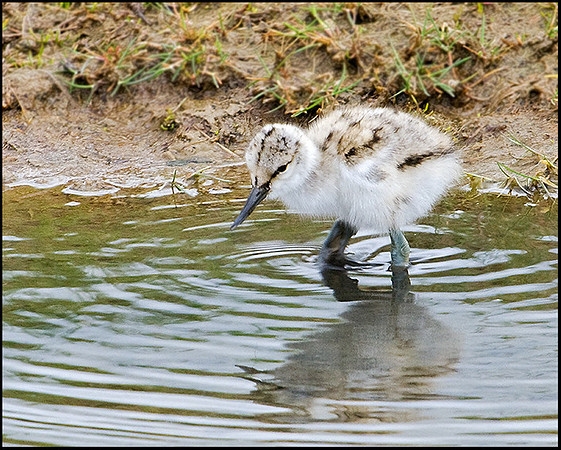 Avocet Chick, Upton Warren Flashes, 18 May 2009