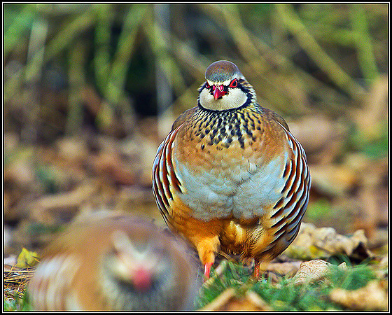 Red-legged Partridge, Warwickshire, November 2010