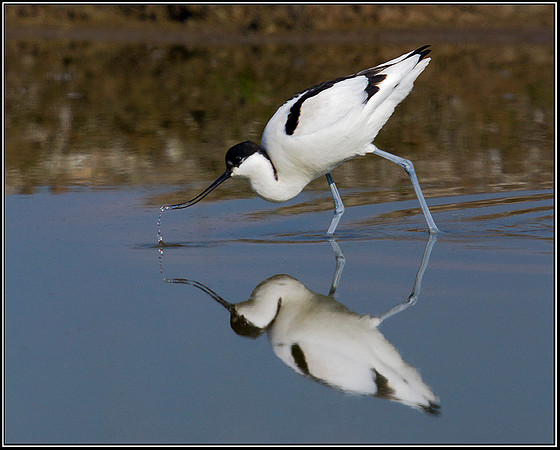 Avocet, Upton Warren Flashes, 21 March 2012