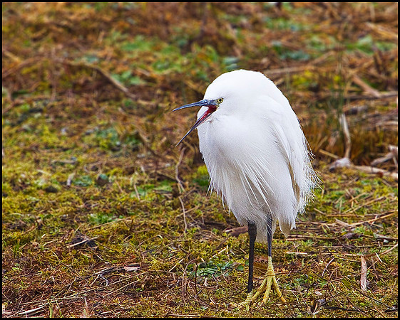Little Egret, Upton Warren Moors, 15 February 2010