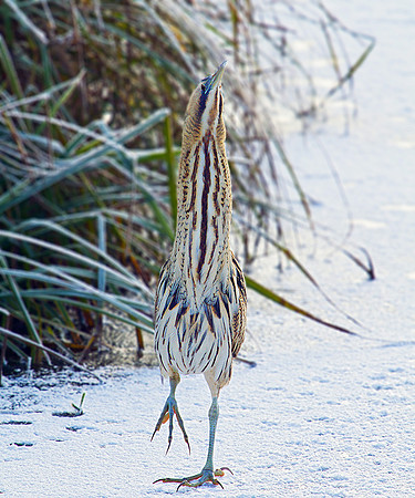Bittern, Upton Warren Moors, November 2010