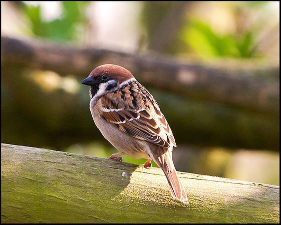 Tree Sparrow, Venus Pool, 01 April 2009