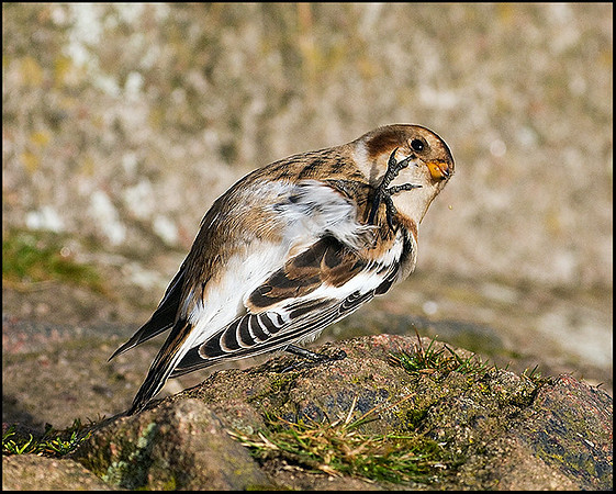 Snow Bunting, Malvern Hills, 24 September 2009