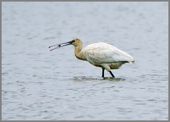 Juvenile Spoonbill (Plataea leucorodia), Norfolk, September 2014