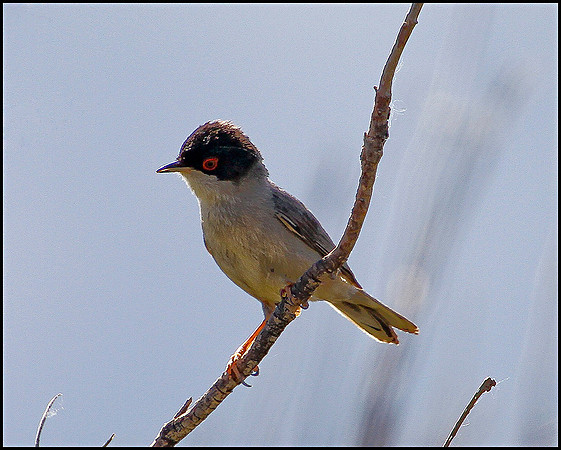 Sardinian Warbler, Mallorca, May 2010