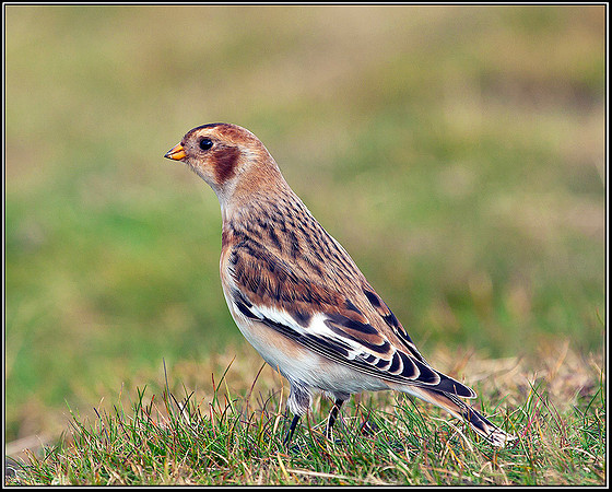 Snow Bunting, Malvern Hills, 24 September 2009