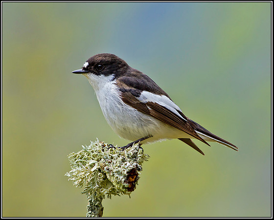 Male Pied Flycatcher, Powys, 18 May 2012