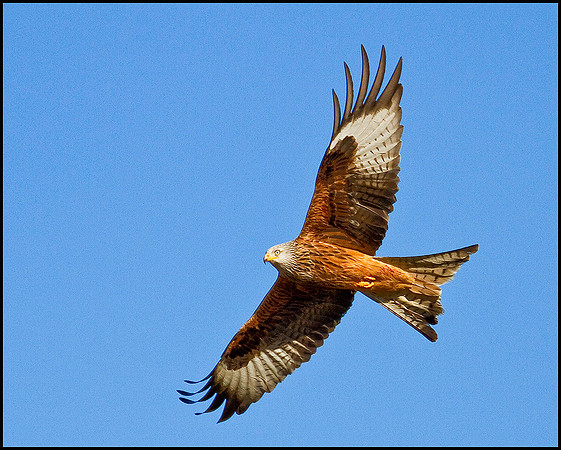 Red Kite, Gigrin Farm, 09 March 2010