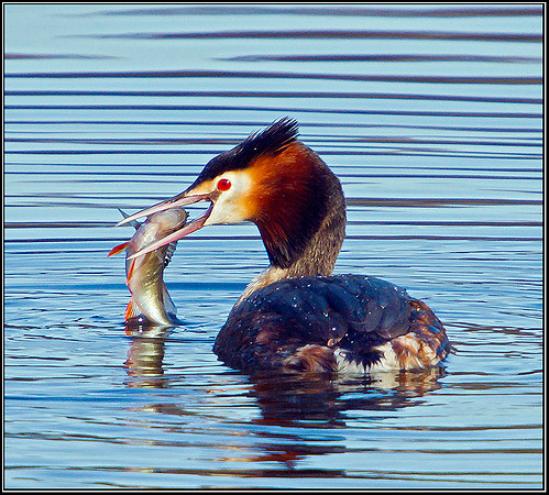 Great Crested Grebe, Bittell, 06 March 2012