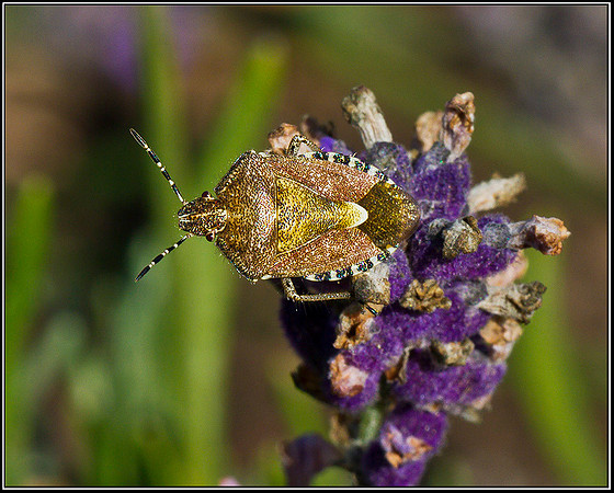 Sloe Bug, Bromsgrove, 25 August 2011