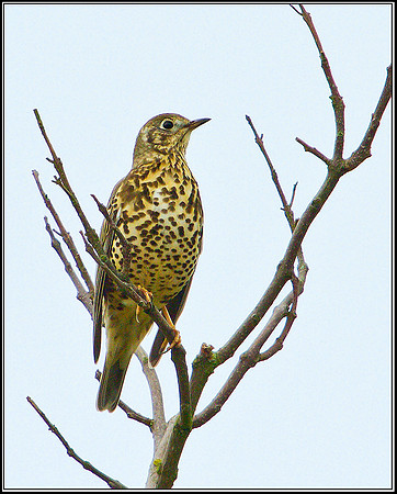 Mistle Thrush, Bromsgrove, 12 October