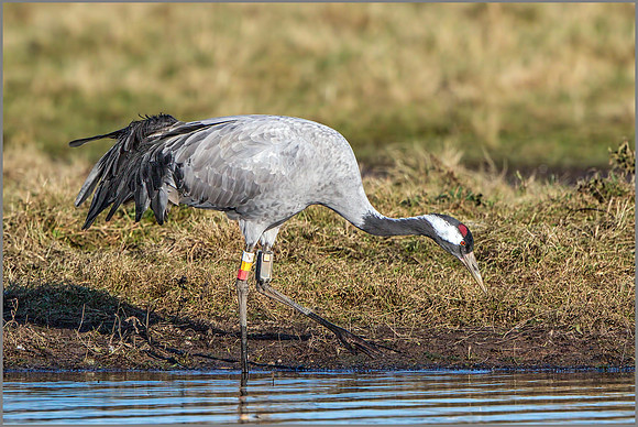 Common Crane (Grus grus), Slimbridge, December 2014