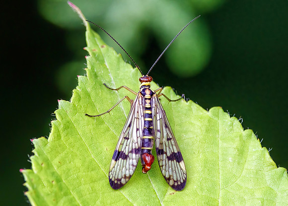 Scorpion Fly - Panorpa communis, Monkwood, July 2022