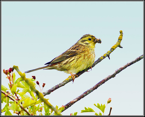 Yellowhammer, Worcestershire, 17 June 2011