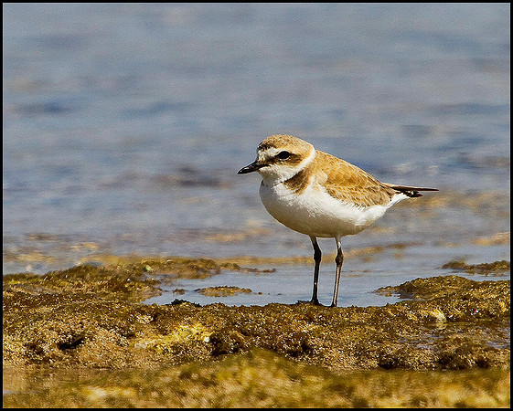Kentish Plover, Mallorca, May 2010
