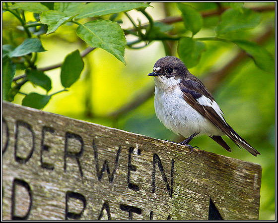 Pied Flycatcher, Powys, 03 June 2011