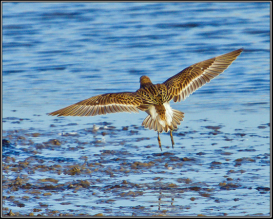 Ruff, Upton Warren Flashes, 11 October 2010