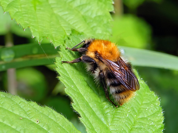 Common Carder Bee - Bombus pascuorum, Monkwood, May 2022
