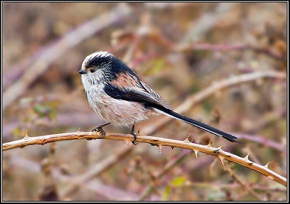 Long-tailed Tit, Upton Warren Moors 12 March 2012
