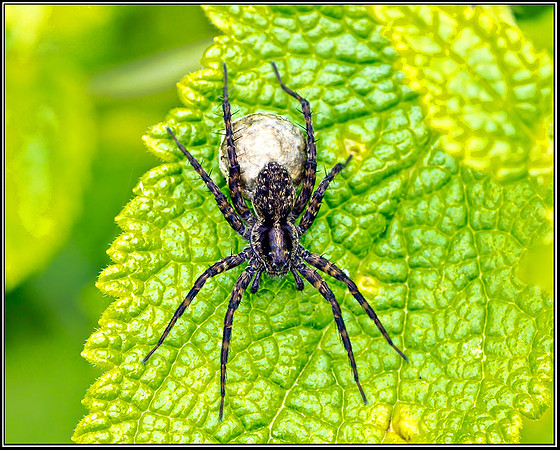 Wolf Spider (Pardosa amentata), Chaddesley Wood NR, 12 July 2012