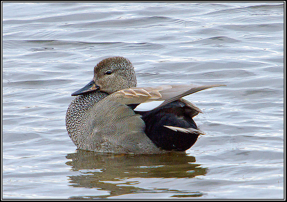 Drake Gadwall, Upton Warren Moors, 08 March 2012