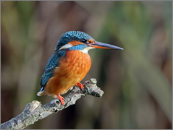 Female Kingfisher (Alcedo atthis), Upton Warren, November 2014