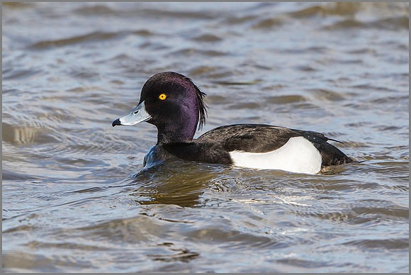 Tufted Duck (Aythya fuligula).