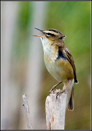 Sedge Warbler, Marsh Lane, 29 April 2011