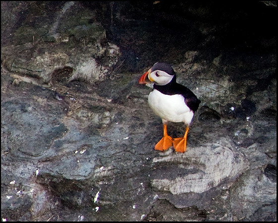 Puffin, Anglesey, 20 July 2009