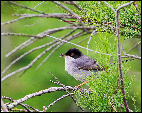 Sardinian Warbler, Mallorca, May 2010
