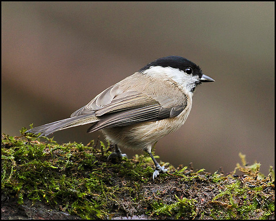 Marsh Tit, Whitacre Heath, 11 December 2009