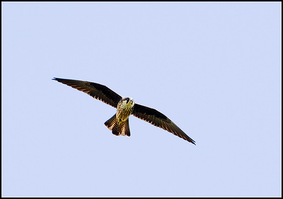 Eleonora's Falcon, Mallorca, May 2010