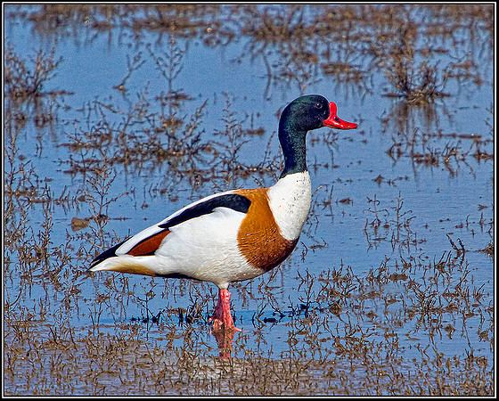 Shelduck, Norfolk, April 2012