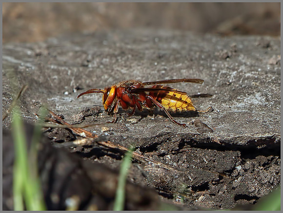 Hornet (Vespa crabro), Warwickshire, 03 November 2014