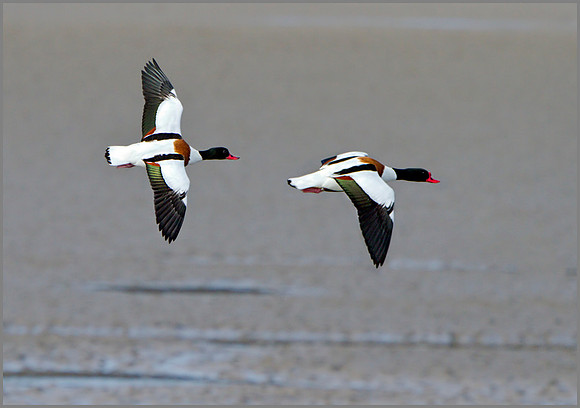 Shelducks (Tadorna tadorna), Anglesey, April 2014
