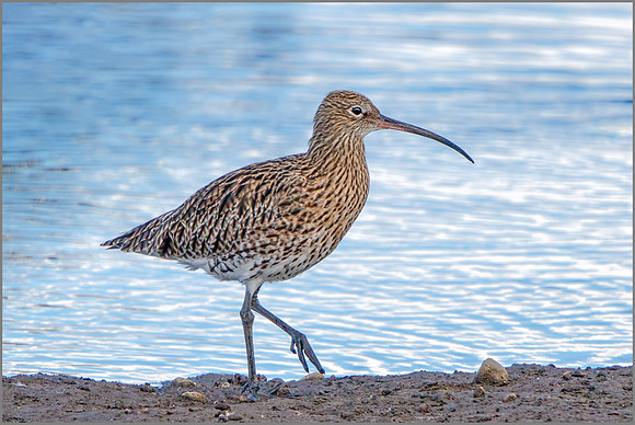 Eurasian Curlew (Numenius arquata), Upton Warren NR, September 2016