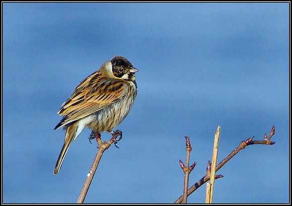 Reed Bunting, Upton Warren Moors, February 2011