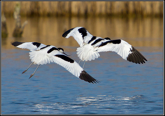 Avocets, Upton Warren Flashes, 21 March 2012