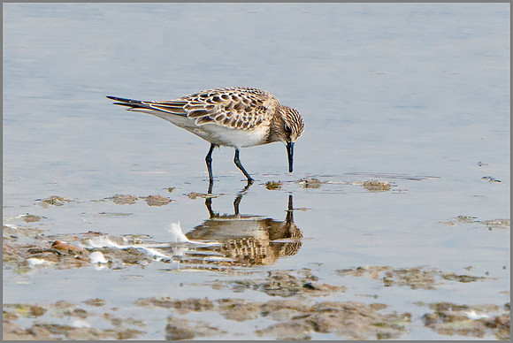 Baird's Sandpiper (Calidris bairdii), Upton Warren NR, September 2016