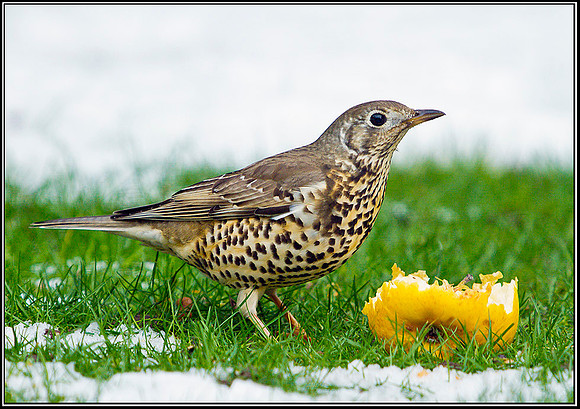 Mistle Thrush, Garden, 05 February 2012