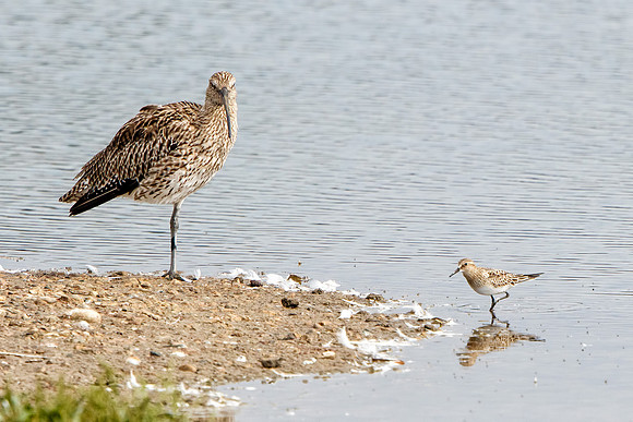 Baird's Sandpiper (Calidris bairdii), Upton Warren NR, September 2016