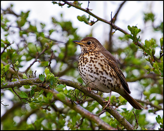 Song Thrush, Upton Warren, 19 April 2010
