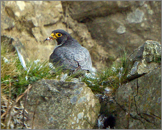 Peregrine (Falco peregrinus), Shropshire, April 2014
