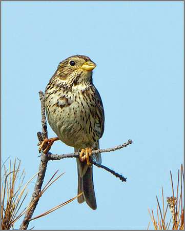 Corn Bunting (Miliaria calandra), Mallorca, May 2014