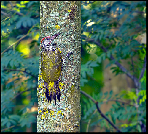 Juvenile Green Woodpecker, Bromsgrove, 04 August 2012