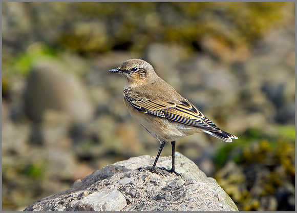 Juvenile Northern Wheatear (Oenanthe oenanthe), Norfolk, September 2014