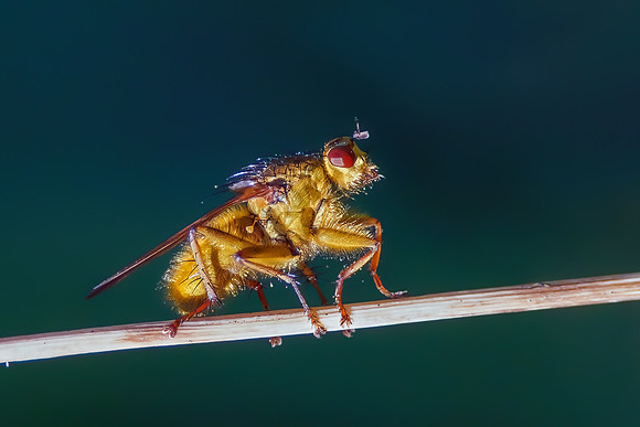 Yellow Dung Fly - Scathophaga stercoraria, Trench Wood, August 2022