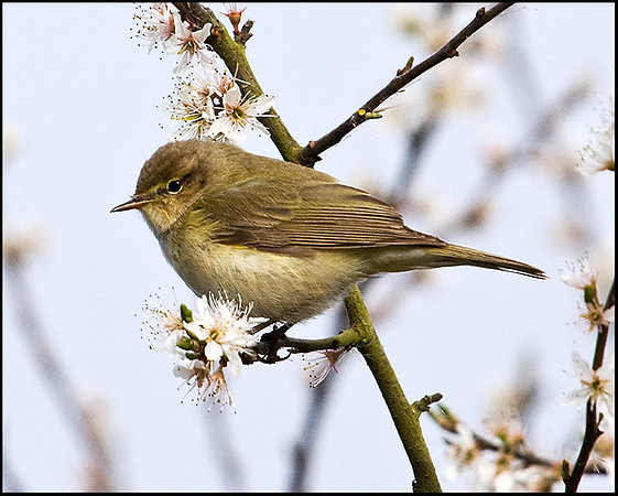 Chiffchaff, Upton Warren Moors, 08 April 2009