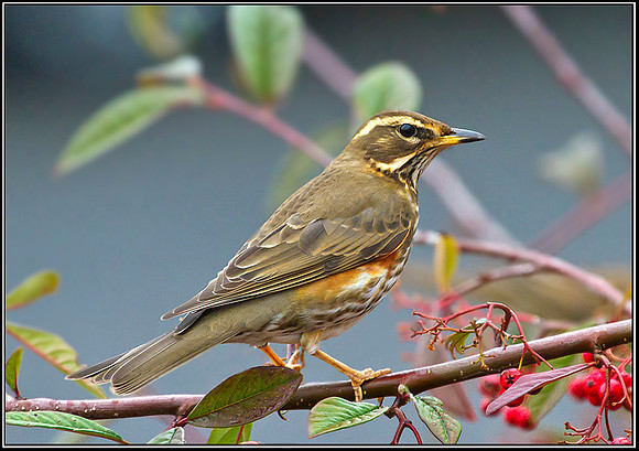 Redwing, Garden, 24 January 2012