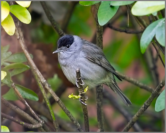 Blackcap, Garden, 20 February 2012